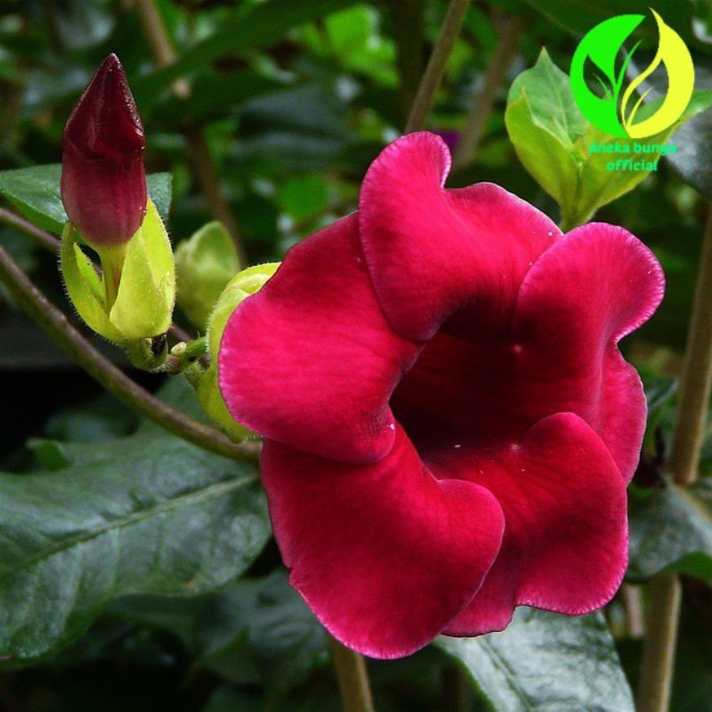 Tanaman bunga Alamanda merah maroon / pohon alamanda bunga merah maroon