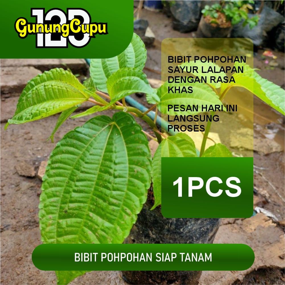 

Bibit pohpohan lalapan sudah berdaun