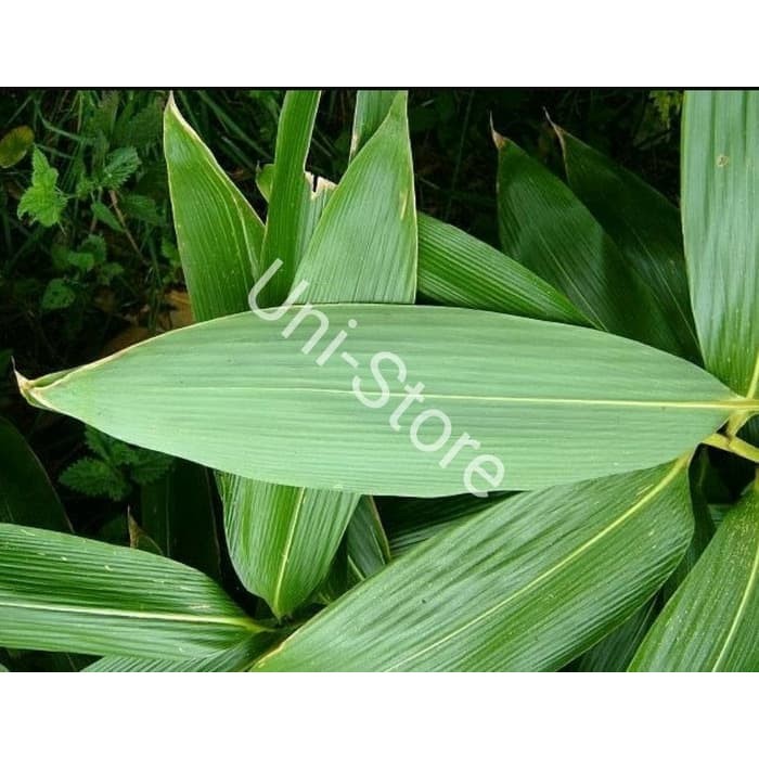 

Daun Bambu Segar Pilihan herbal dan bungkus bacang