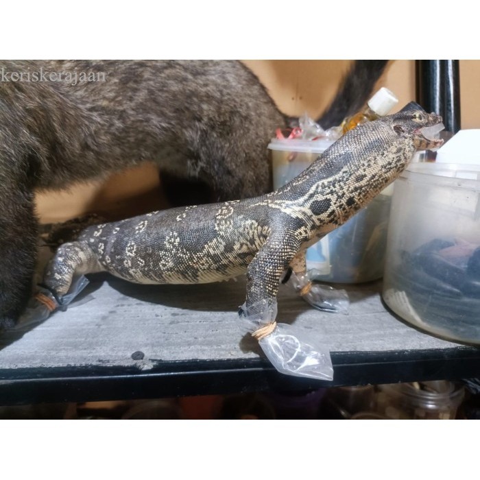 awetan biawak termurah ori alami didalam isi dakron packing aman bk Keris sengkelat majapahit matara