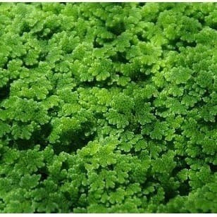 BIBIT AZOLLA 1KG UNTUK PAKAN IKAN DAN AYAM