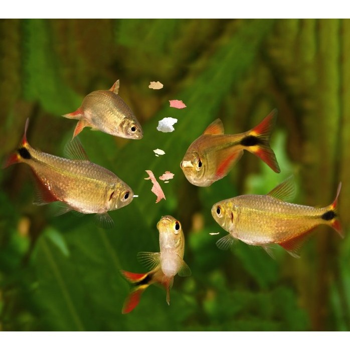 Buenos Aires Tetra / Ikan Hias Aquascape Terbaru