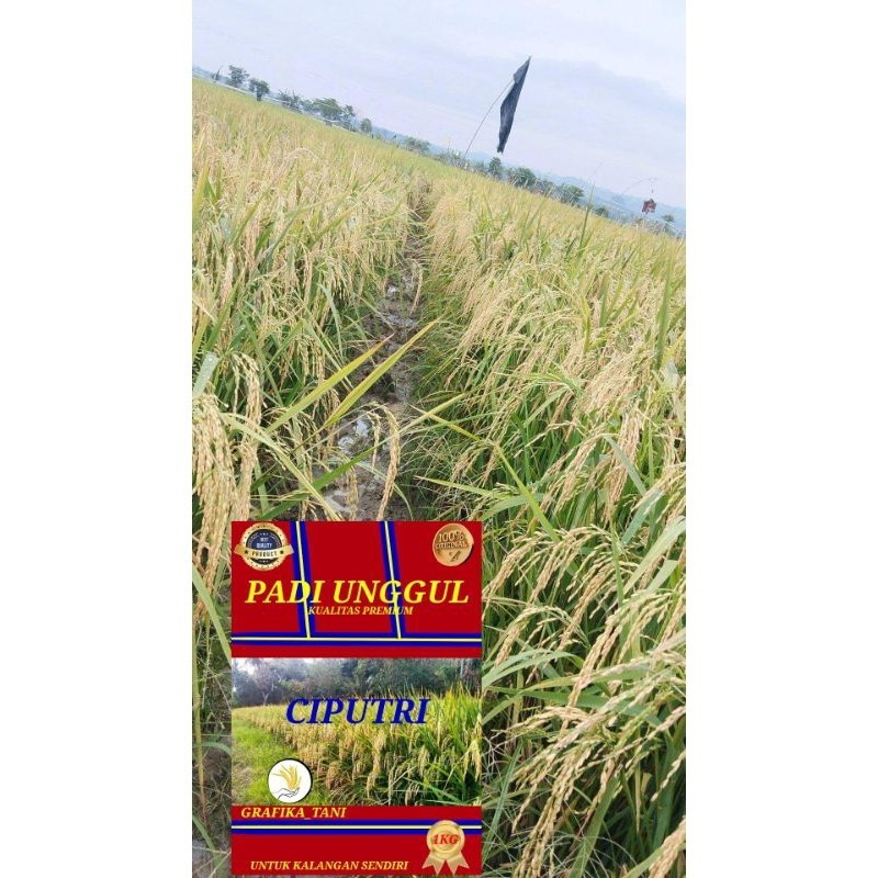 BENIH PADI UNGGUL CIPUTRI 1KG
