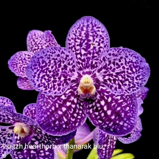TERBAIK bibit anggrek Dendrobium siap berbunga