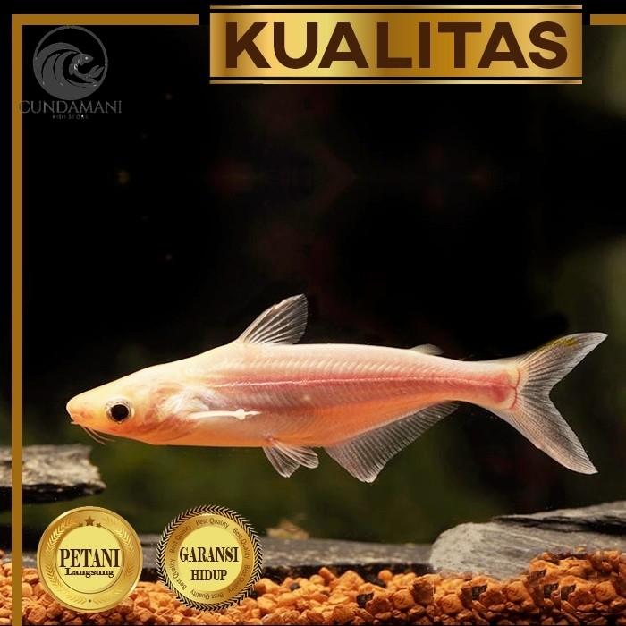 Ornamen Patin Albino (isi 2) Ikan Hias Aquascape Hiasan Kolam / Aquarium Tanaman Air perlengkapan ko