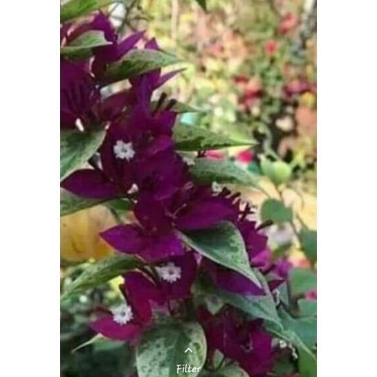 Bugenvil Singapur Ungu Varigata