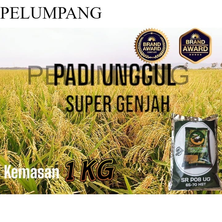 BIBIT BENIH PADI SUPER GENJAH SR-P08 1KG PREMIUM