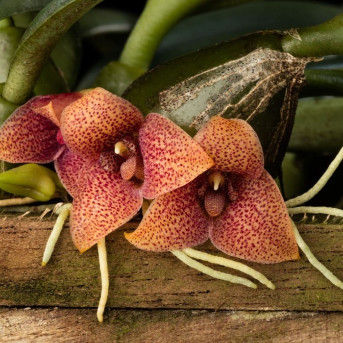 BUMI ORCHIDS Trias picta / Bulbophyllum pictum - Anggrek Koleksi
