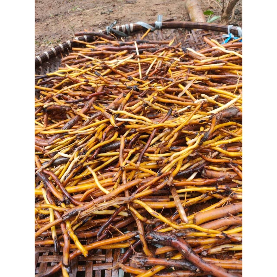 

akar pohon aren segar obat herbal kencing batu dll