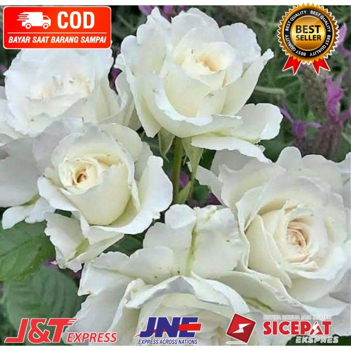 PROMOTANAMAN HIAS MAWAR IMPOR PUTIH//MAWAR IMPOR HIDUP - BUNGA HIAS MAWAR - TANAMAN HIAS BUNGA - BUN