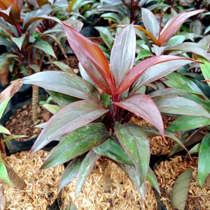 Tanaman Hanjuang Mini - Pohon Andong Merah Mini Hanjuang