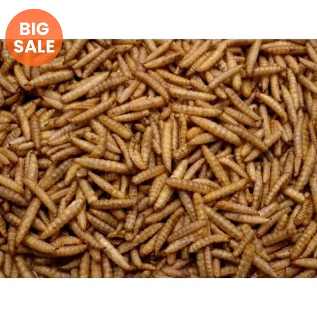 Maggot kering 1 kg / maggot 1kg / maggot / pakan koi / pakan ikan / pakan burung / makanan koi