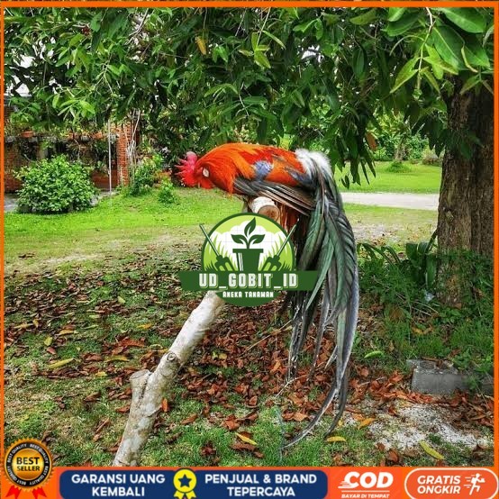 

Telur ayam phoenix onagadori / telur ayam hias fertil siap cod UD_GOBIT_ID