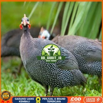 

Telur ayam mutiara hias fertil asli siap ditetaskan - ayam mutiara UD_GOBIT_ID