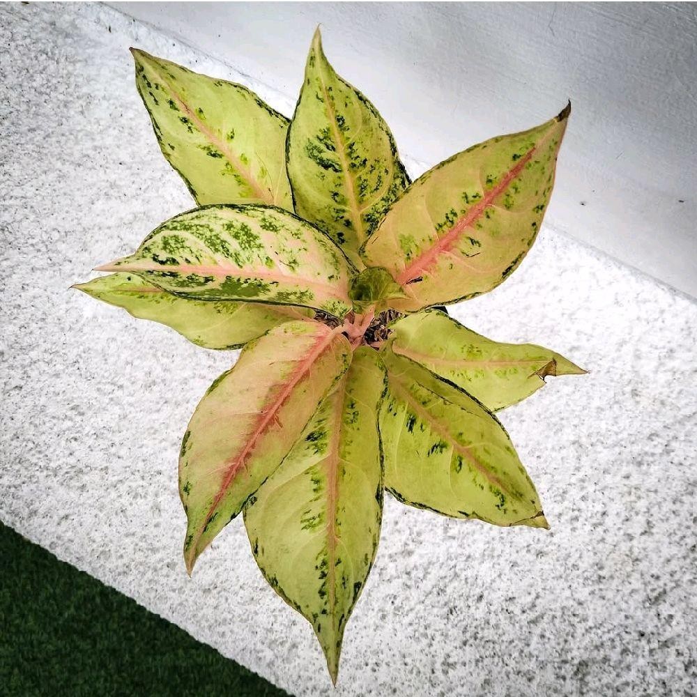 Tanaman Hias Aglonema Cinderella - Aglonema Cinderella Ukuran Besar