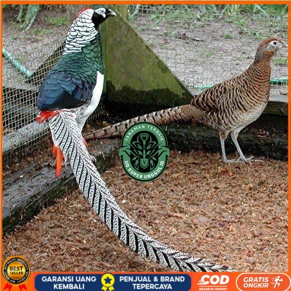 

Telur ayam hias ringneck lady amherst pheasant fertil untuk ditetaskan UD_SUPER_UNGGUL_ID