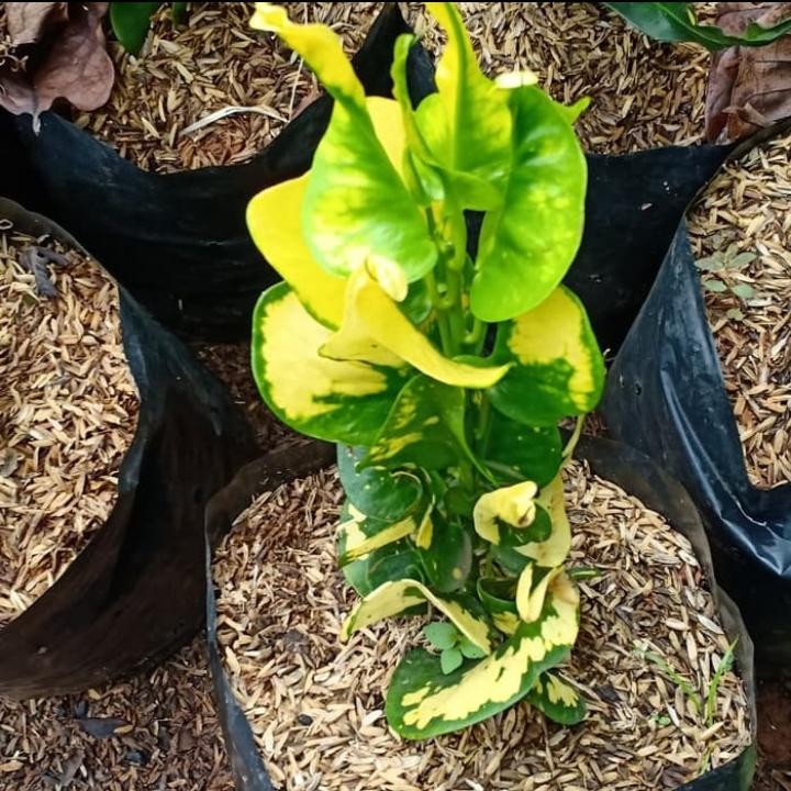 tanaman hias puring coin - tanaman hias - puring coin - puring