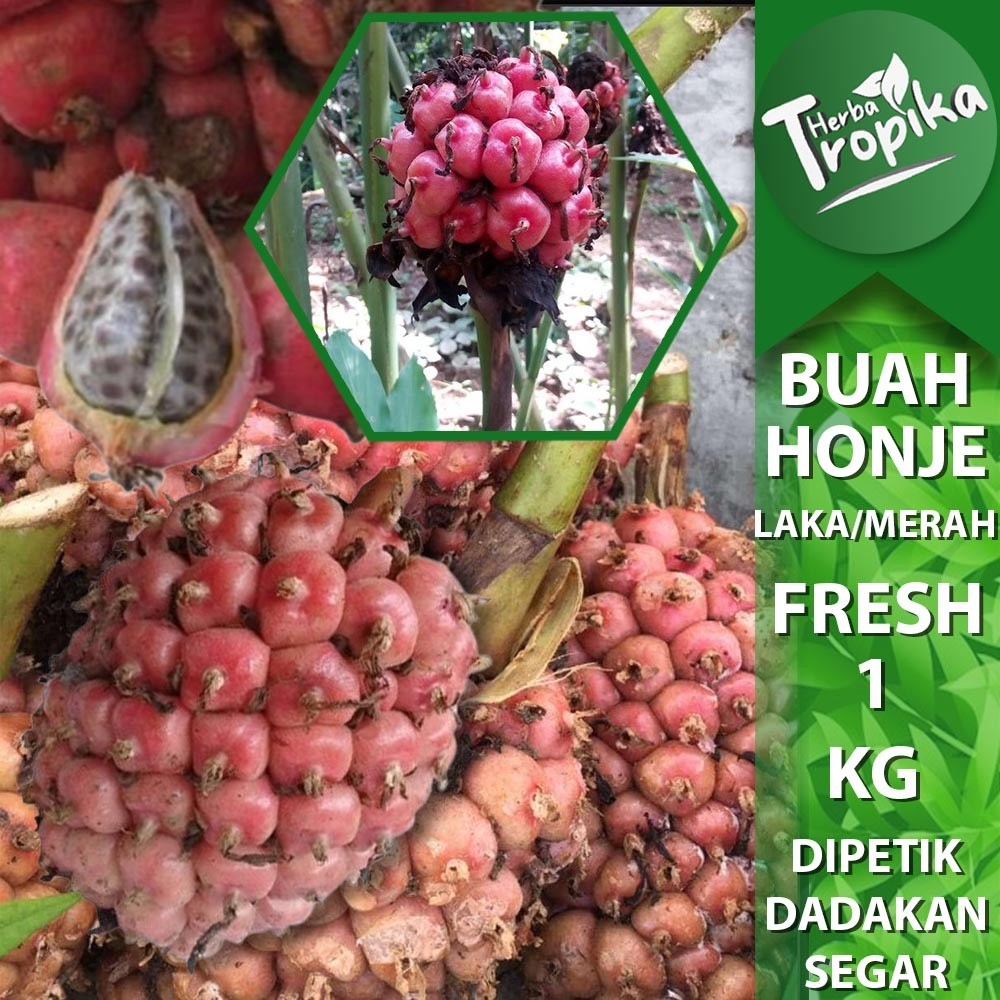 

Buah Honje Pink Sayuran Segar 1 kg toko herba tropika