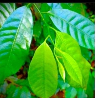 

9romo daun pala sgar 50 lmbar' daun herbal alami