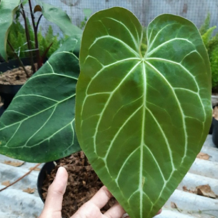 tanaman hias anthurium magnificum kuping gajah batang kotak jumbo