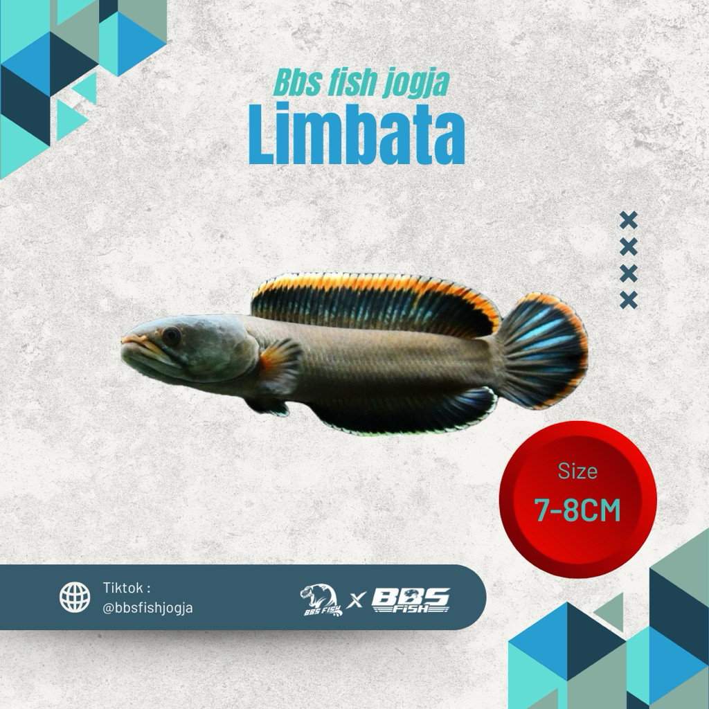 Hobi Limbata CB lawu / Rim Tebal 7-8 CM Grade A++