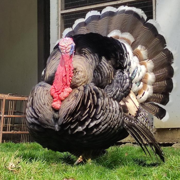 kalkun naragantset anakan