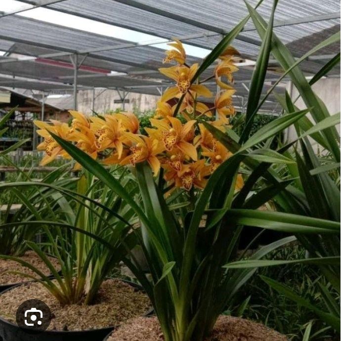 MURAH anggrek tanah chenrubby bunga wangi