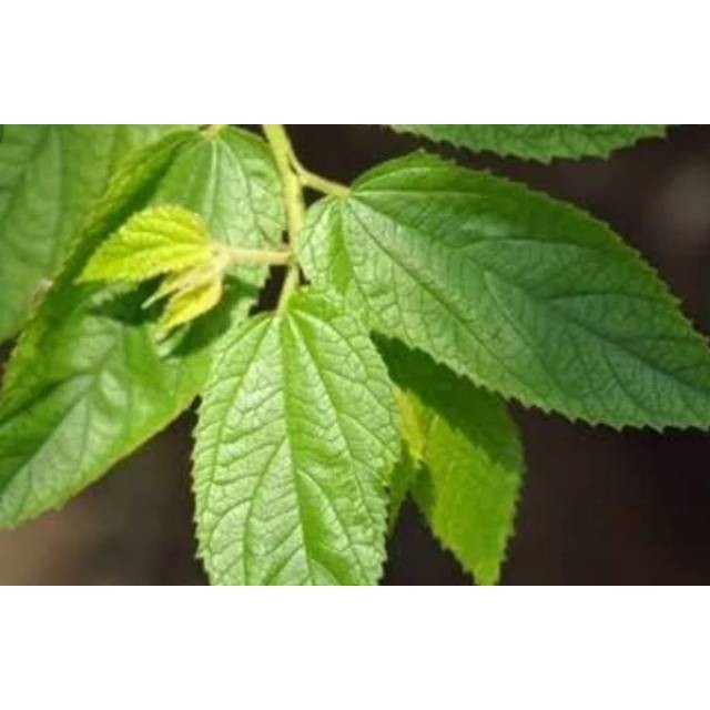 

Daun Kersen Segar 1 Kg