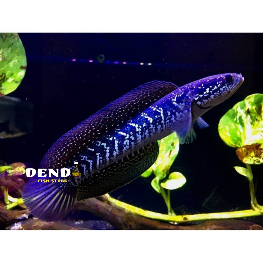 CHANNA ASIATICA WS JUMBO 26 CM BAHAN KONTES GRADE A