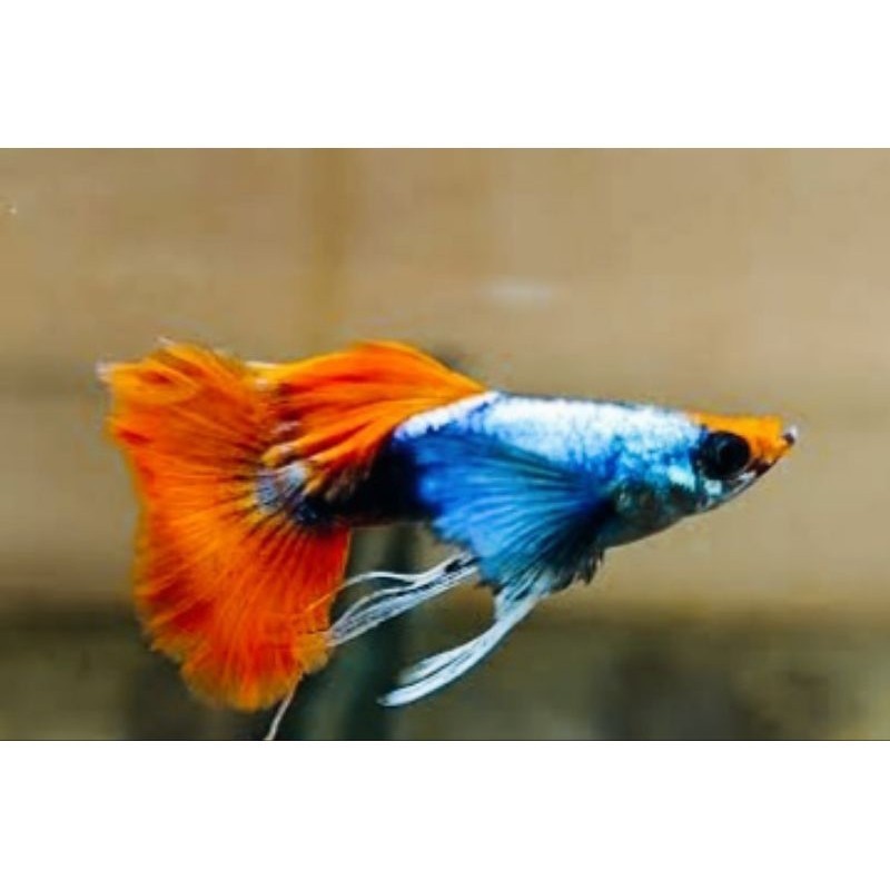 HIASAN AQUARIUM SEPASANG VVIP GUPPY RIBBON PRTDE KOI LINE VIETNAM