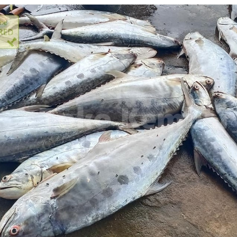 

Ikan Segar 1Kg Ikan Talang Talang Ikan Laut Segar
