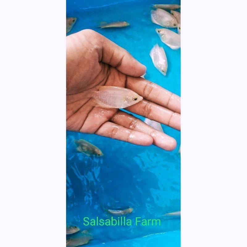 Bibit Gurame Padang Korek Gas Paket 12 Ekor