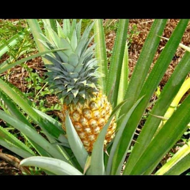 bibit nanas madu jumbo super siap tanam