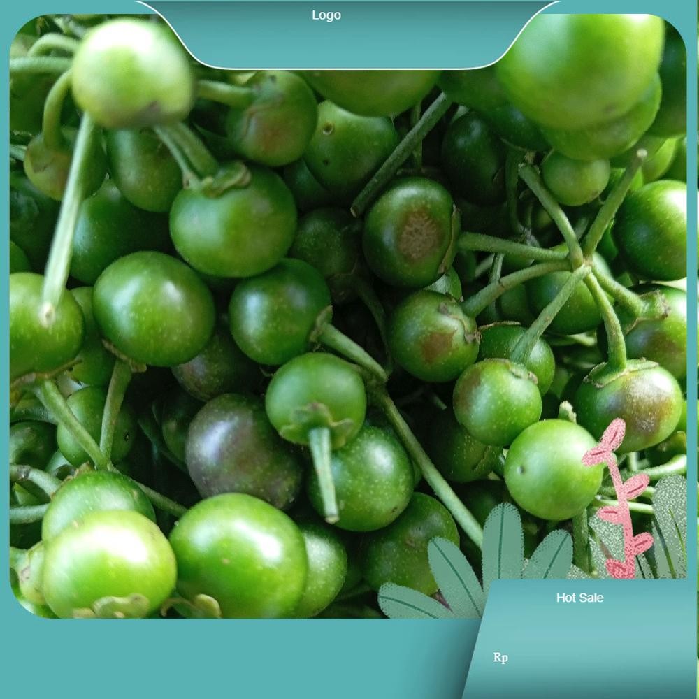 

Lalaban Buah Leunca Segar Fresh Makanan Enak Dikonsumsi Sebagai Karedok atau Ulukutek Rasa Unik Sangat Lezat