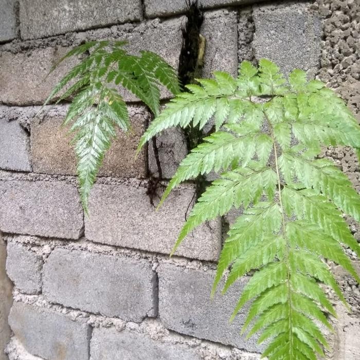 tanaman hias dinding pakis hutan