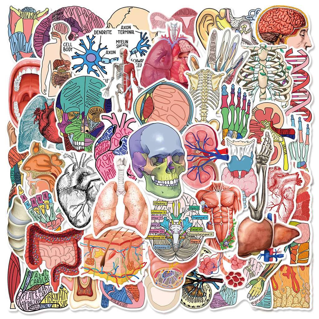 

50Pcs Human Anatomy Physiology Organs Sticker Phone Luggage Laptop Scrapbook Notebook Medical Student Book Stationery Stickers