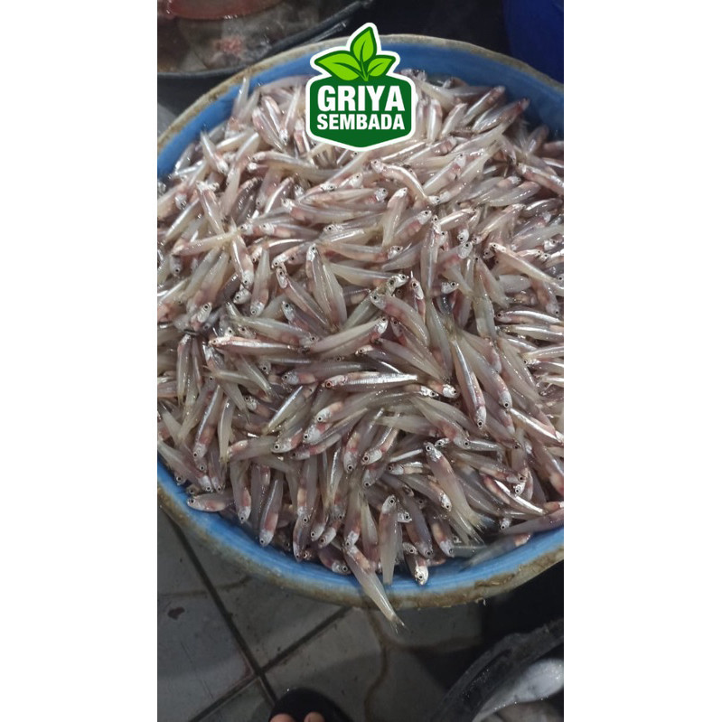 

Ikan Teri Basah Segar 1KG Griya Sembada