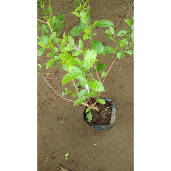 Bibit Tanaman Pacar Cina