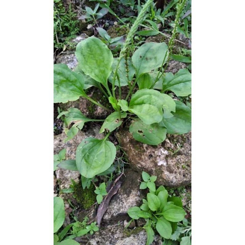 Promo bibit tanaman sendok/ki urat tanamn herbal murah siap tanam buat obat herbal   Yulianti_726