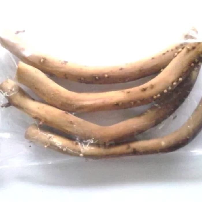 

Mew Akar Pinang muda Segar 1kg .