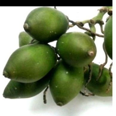 

Buah pinang muda sgar 20 pcs buah sakti .