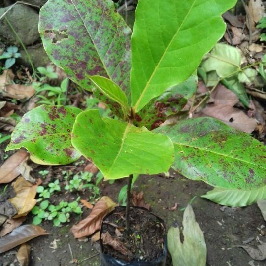 bibit pohon ketapang laut
