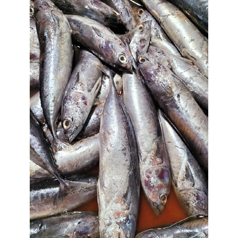 

Ikan Tongkol Kecil / Ikan Tongkol Deho