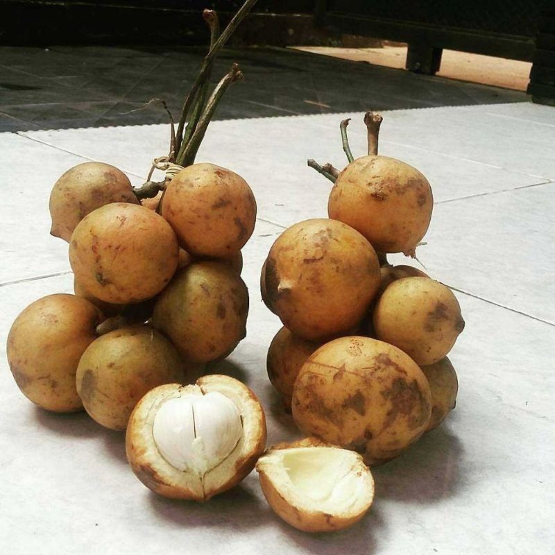 

Buah Kapul / Buah Tampui / Buah Tampoi Mirip Manggis Khas Kalimantan