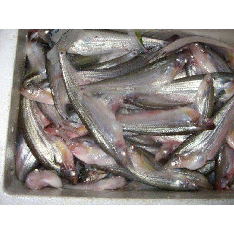 

Ikan Lais Segar