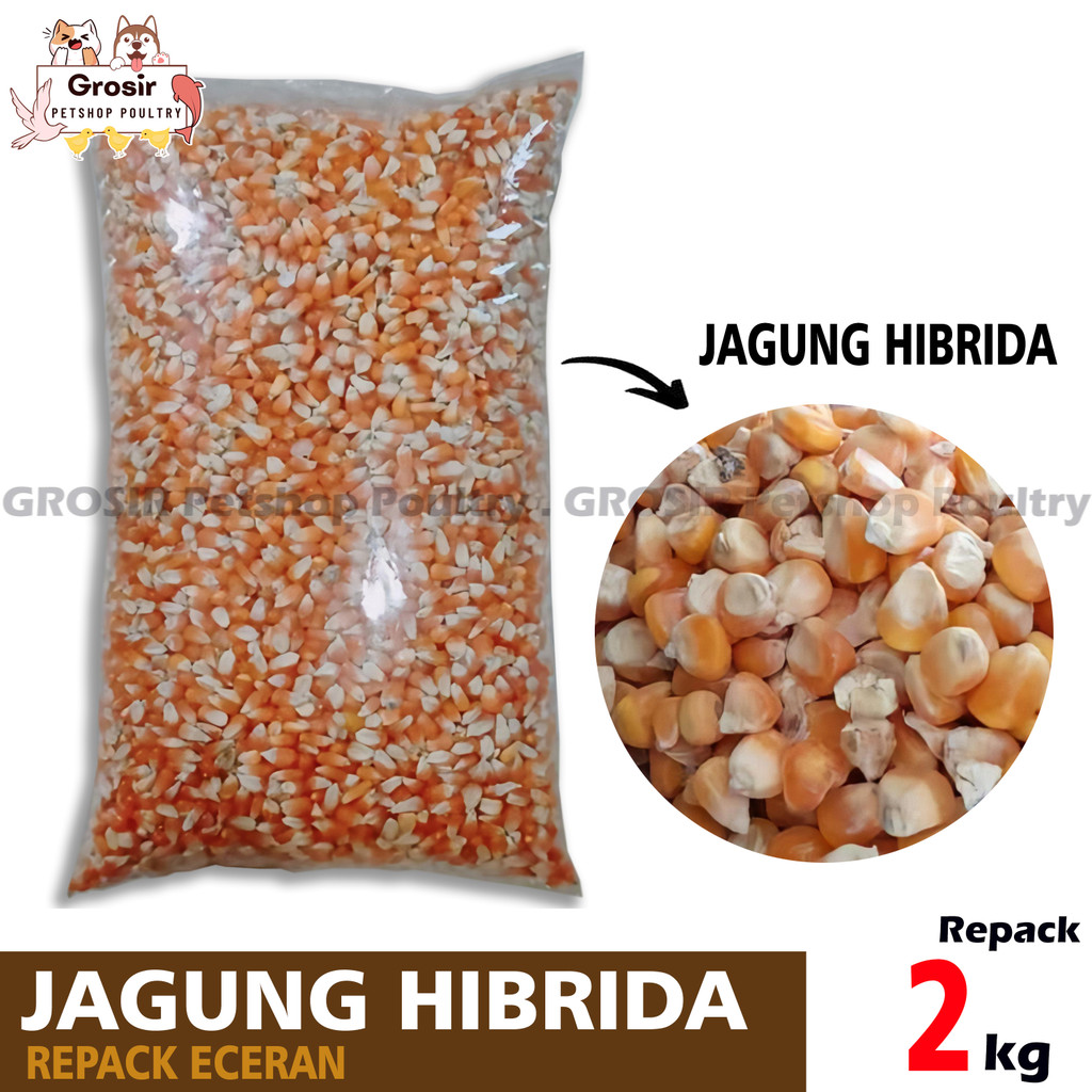 JAGUNG HIBRIDA MERPATI 2kg JAGUNG BURUNG DARA JAGUNG BURUNG MERPATI