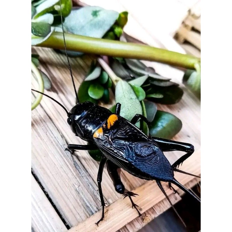 JANGKRIK JALITENG HIDUP /  PENGUSIR TIKUS / JANGKRIK GENGGONG / JANGKRIK SAWAH /JANGKRIK ADUAN / JAN