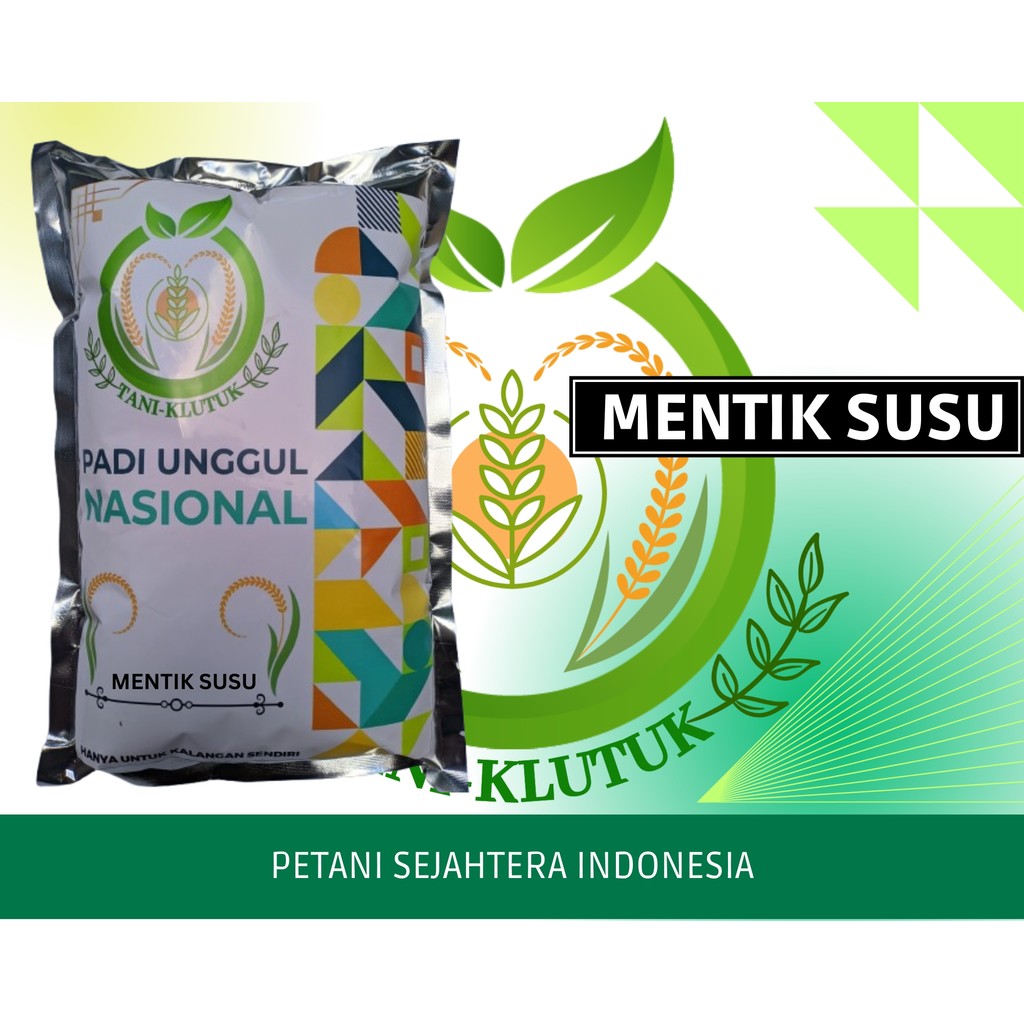 BENIH/BIBIT PADI MENTIK SUSU ATAU MENTIK WANGI SUSU (1KG) ORIGINAL Padi dengan Cita Rasa Istimewa