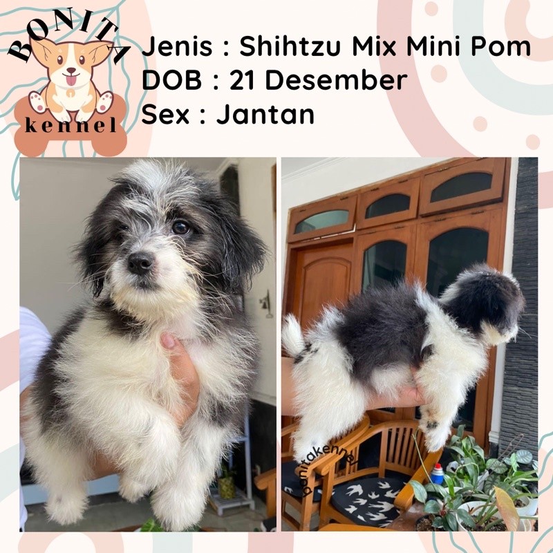 Anakan Anjing Shihtzu Mix Mini Pom Jantan