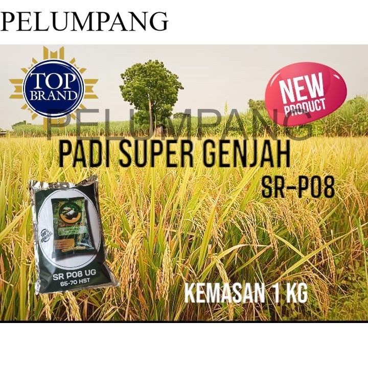 PADI DAN BENIH BIBIT BENIH PADI SUPER GENJAH SR-P08 1KG PREMIUM